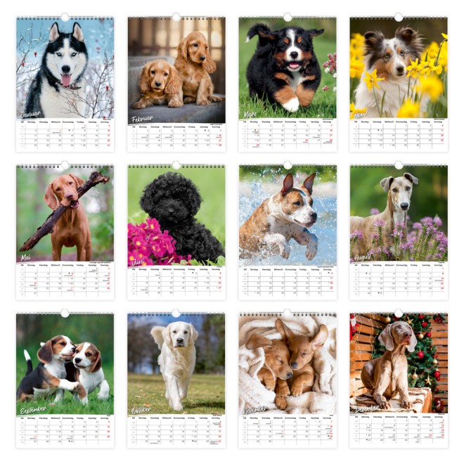 Classickalender Hunde 2027