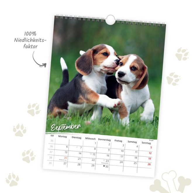 Classickalender Hunde 2027