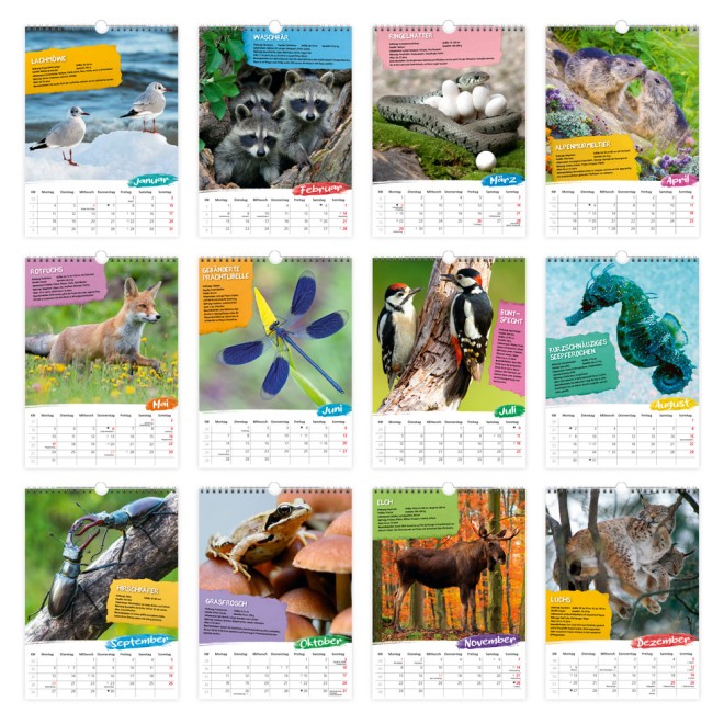 Classickalender Heimische Tierwelt 2027