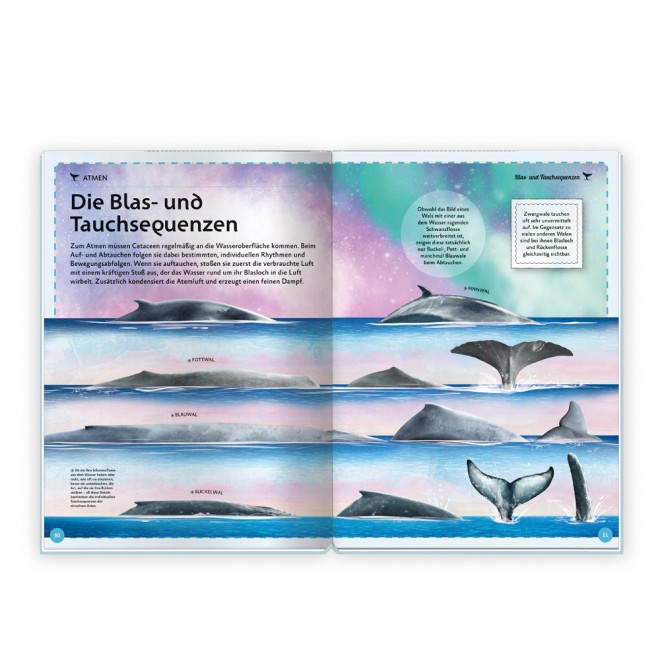 Das großartige Buch der Wale